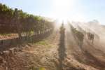 Fog in the vineyards