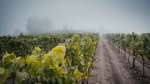 Vineyards in the Fog